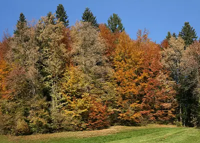 Forêt mixte
