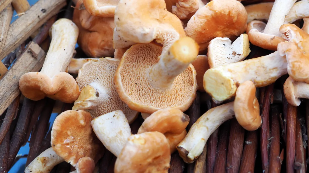 Pied-de-mouton roussissant (Hydnum rufescens) au chapeau orangé typique