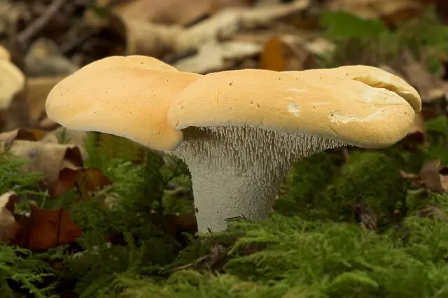 Pied de Mouton dans son habitat naturel