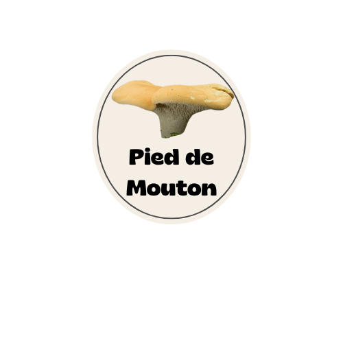 Guide du Pied de Mouton